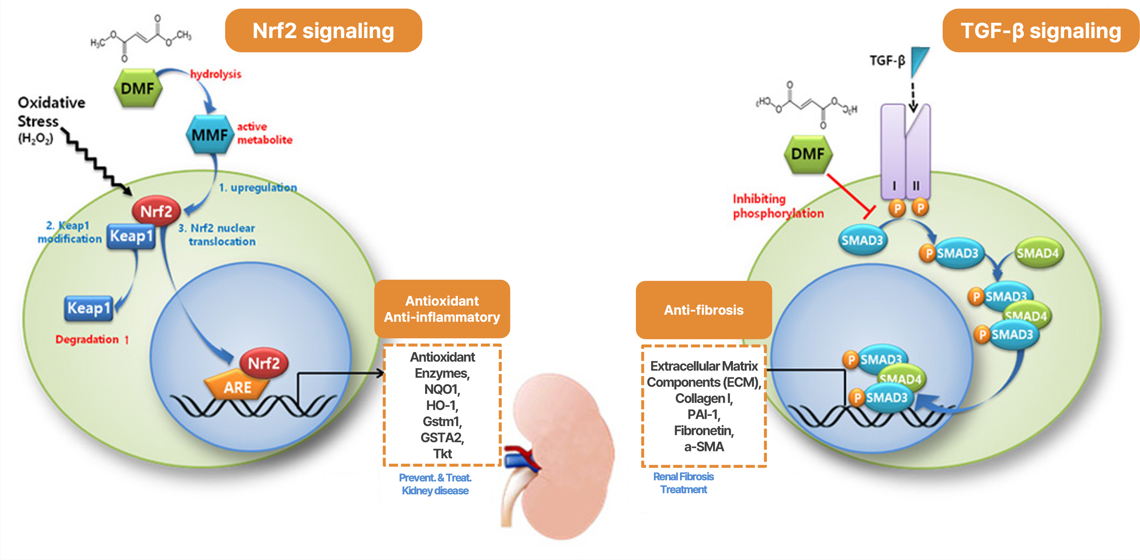 MOA of CU01 : Nrf2 activation & inhibition of TGF- β/Smad signaling